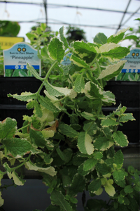 Herbs & Veg 4